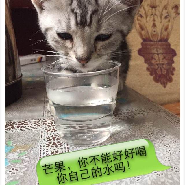 日本明治大学硕士offer